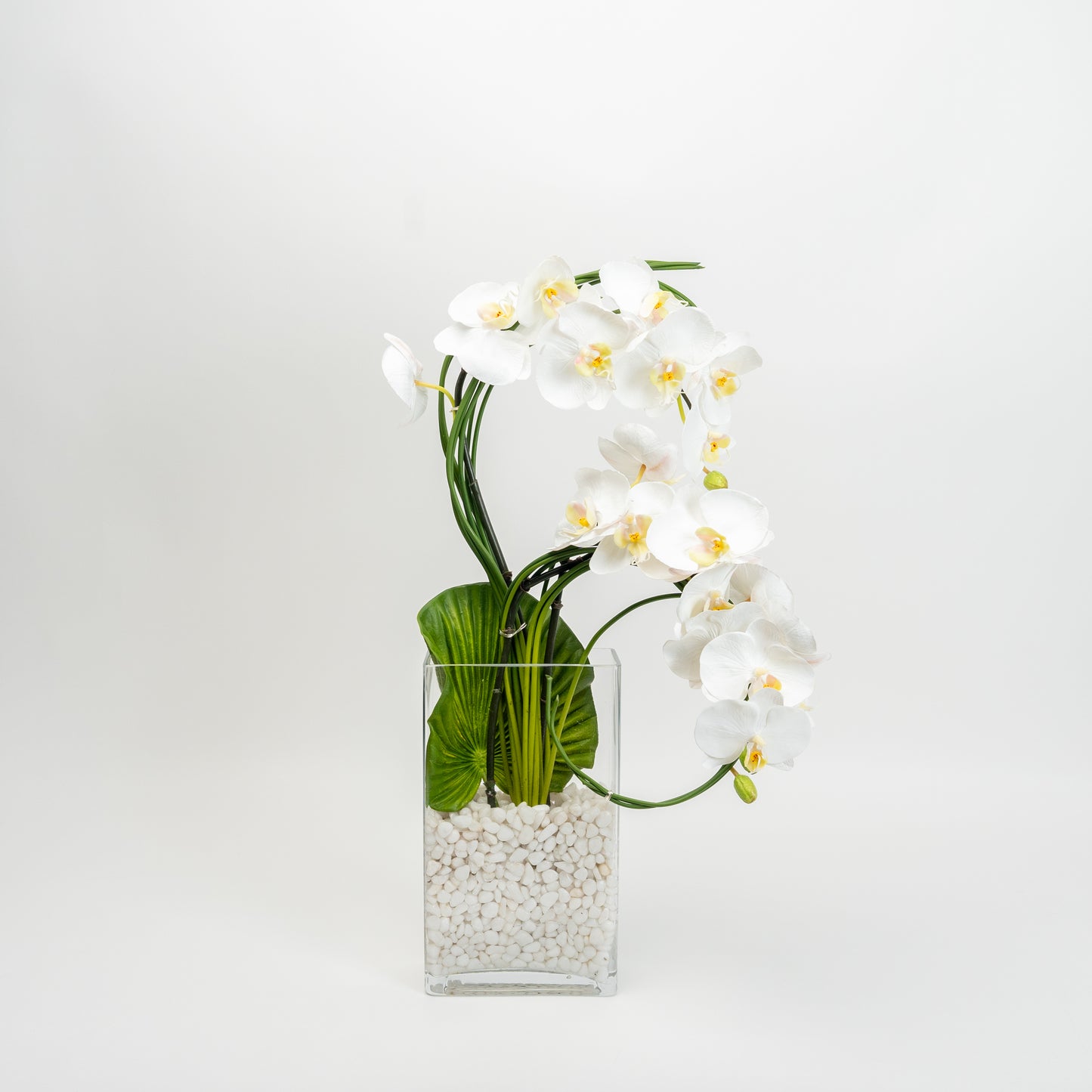 White Orchid & Palm Leaf Arrangement